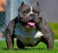 American Bully Breeds 101 - Temperament ⋆ Pictures ⋆ Guide