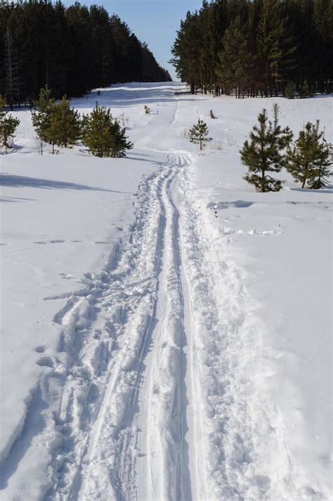 Ski Track In Coniferous Winter Forest Stock Photo Image Of Sunny