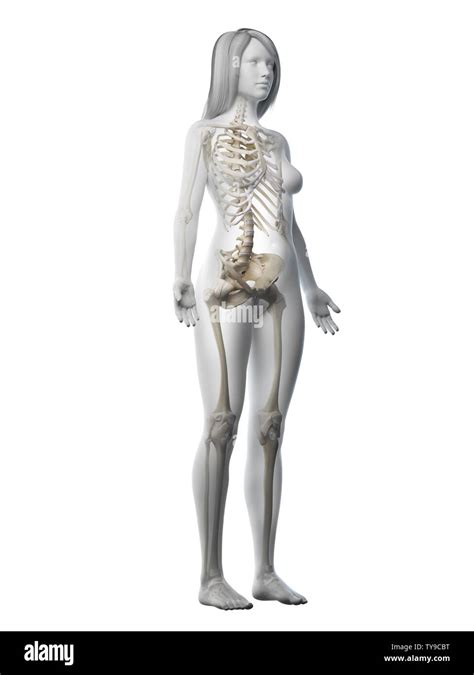 3d Rendered Medically Accurate Illustration Of A Females Skeletal