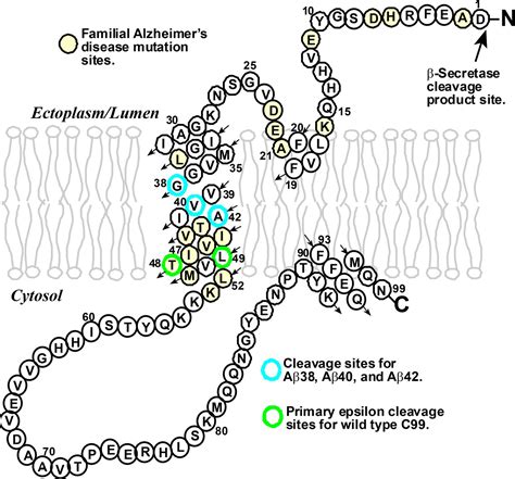 Amyloid Beta Peptides How γ Secretase Hits A Moving Target Elife