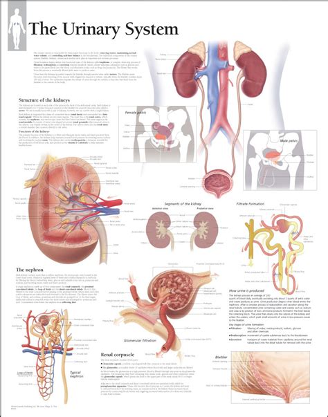 Anatomy Urinary System Medical Posters Education Poster Education