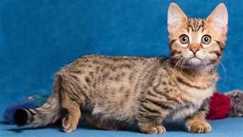 New litter of cute munchkin cats for sale, healthy trained playful friendly munchkins cats. Munchkin Cat Price - Guidelines and Examples | ZooAwesome