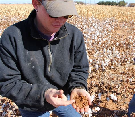 Newly Released Cottonseed Varieties Bring More Profitable Solution