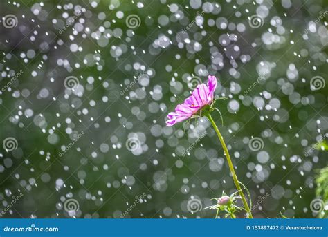 Pink Flower In Rain Drops Stock Photo Image Of White 153897472