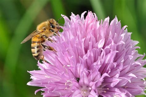 They will need partial to full sun, and once established will emit a lovely fragrance attractive to bees as well as hummingbirds. Planting Herbs that Attract Honey Bees