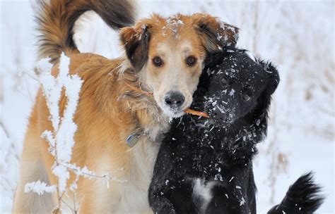 Here are some easy ways to protect dog paws in the winter! How to Protect Your Pet During Winter and Cold Weather ...