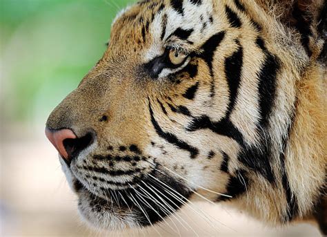 Tiger Side View Stock Photos Pictures And Royalty Free Images Istock