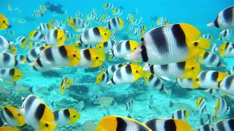 Free Download Tropical Fish Desktop Wallpaper Hd Wallpapers