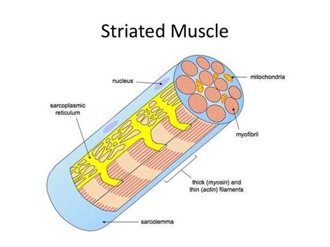 Muscle Contraction Higher Level Biology Ib