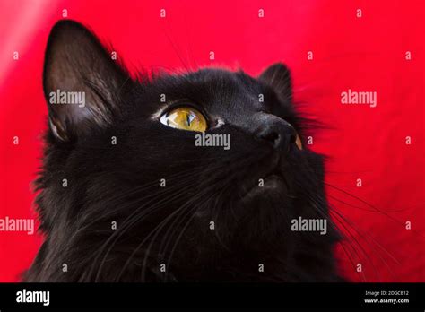 Amber Eyes Of Cat Hi Res Stock Photography And Images Alamy