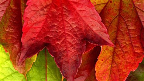 Free Download Red Leaf Wallpaper Photography Wallpapers 8206 1920x1080