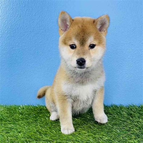 Shiba Inu Puppies For Sale Puyallup