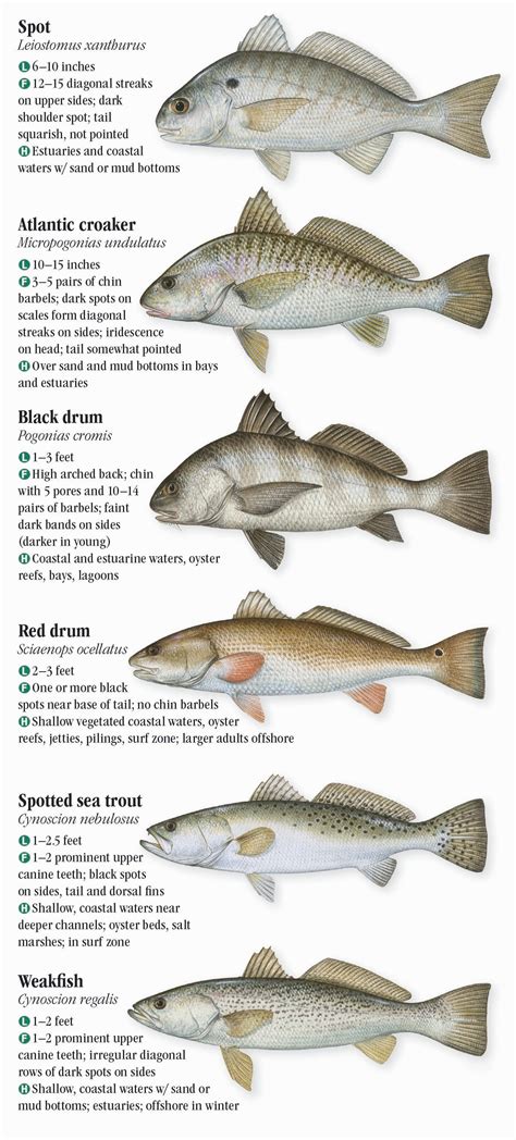 Nc Fish Identification Chart