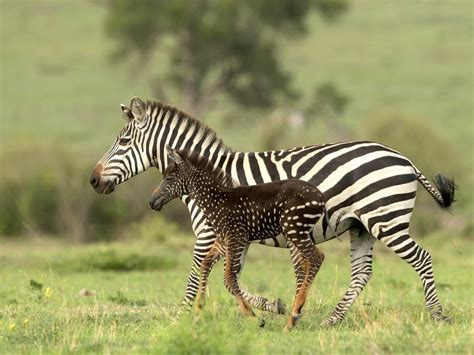 Rare Spotted Baby Zebra Discovered By Wildlife