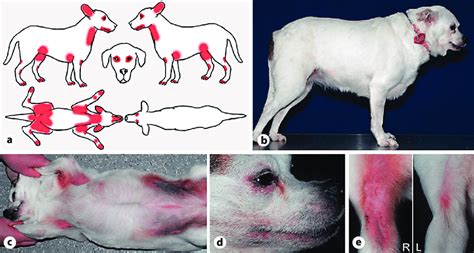 Canine Atopic Dermatitis A Diagram Showing The Distribution Of Skin
