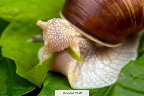 13 things snails eat in your yard backyard pests