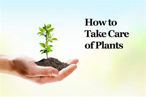 › how to take hemohim. Tips on How to Take Care of Plants For Plant Lovers ...