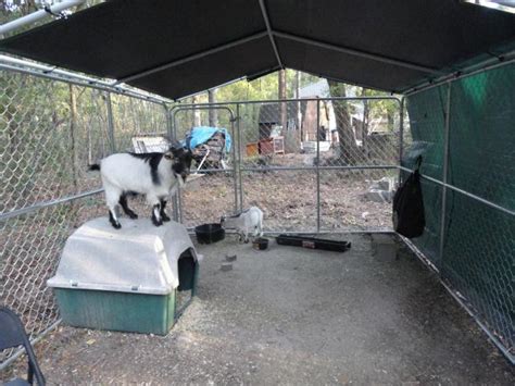 Housing Space For Nigerian Dwarf Goats2 Backyardherds Goats