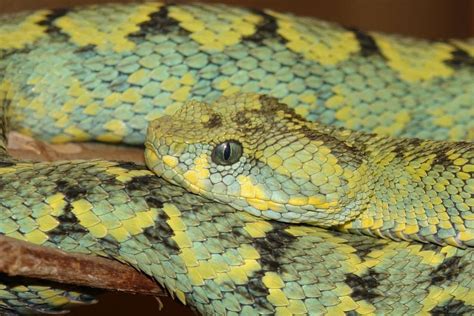 12 Different Species Of The Unique Bush Vipers Reptile World Facts