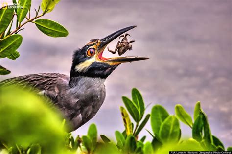 Bird Eating A Crab In Sanibel Islands Florida Photo Credit Rick