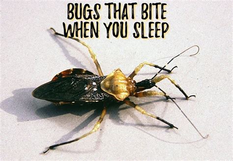 6 Bugs That Bite You While You Sleep With Photos Owlcation