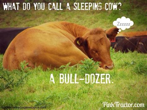 Cow Joke With Images Cheesy Jokes Stupid Jokes Funny