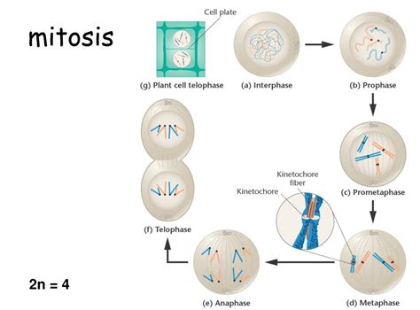 Ppt 13 Teoría Cromosómica De La Herencia Ciclo Celular Mitosis Y