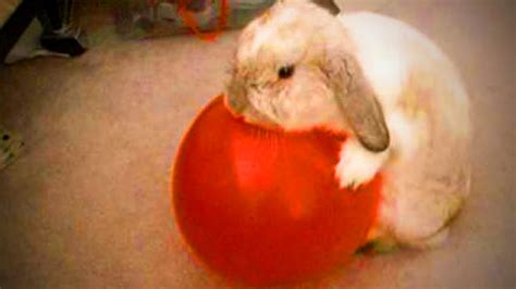 Funny Rabbits 🐰 Funny Rabbits Playing Full Funny Pets Youtube