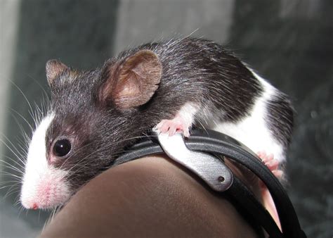 Filepet Mouse Mini