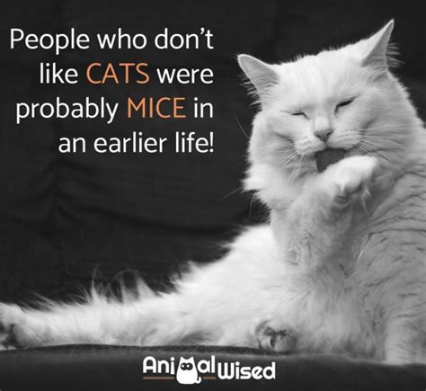 65 Cute Quotes About Cats