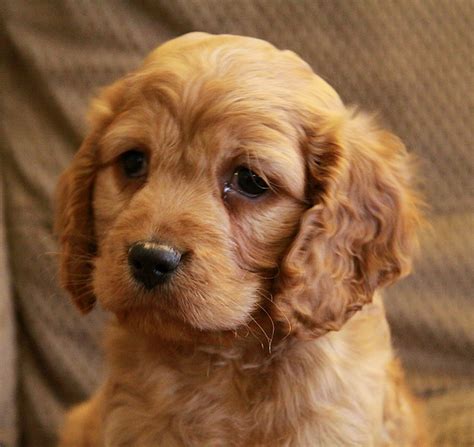 Beautiful Red Cockapoo Puppy Curious Puppies