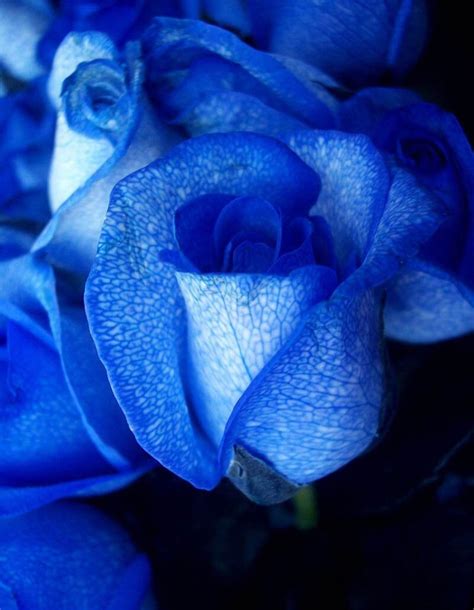 200 Pcs Rare Blue Rose Flower Bonsai Plants Perennial Garden Ornamental