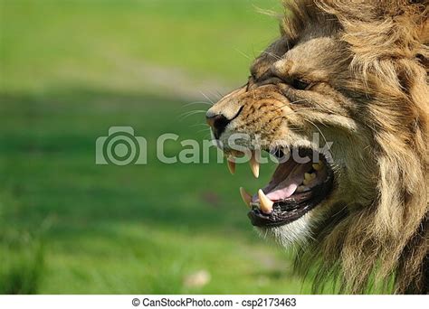 Angry Lion Close Up Of A Big Angry African Male Lion Canstock