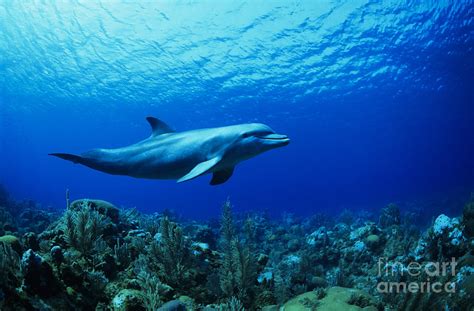 Caribbean Bottlenose Dolphin Underwater Over Coral Reef Captive