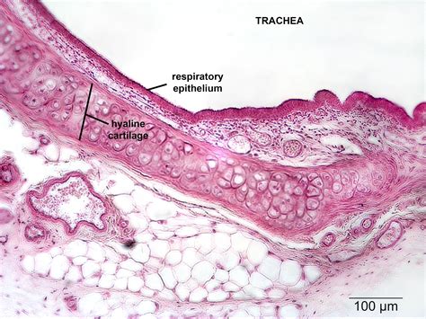 A cross section of any bone will demonstrate these two types of bones. Respiratory | NP Histology