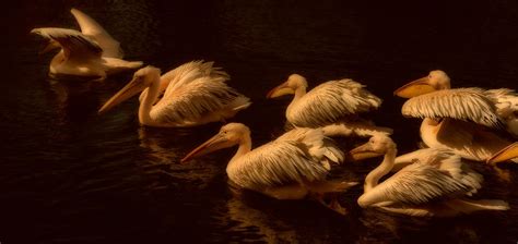 A Flock Of Pelicans The Great White Pelican Pelecanus Ono Flickr