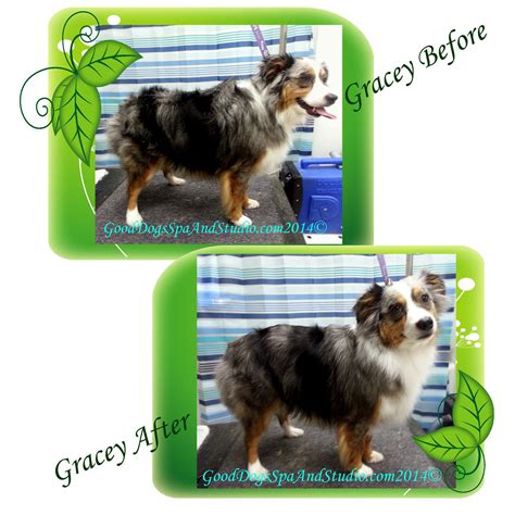 It's just that these couple of things are huge. Gracey is a Miniature Australian Shepherd. She had a Full ...