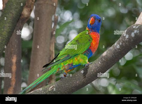 Singapore Jurong Bird Park Rainbow Lorikeet Trichoglossus Haematodus