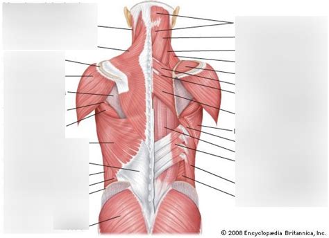 Diagram Back And Shoulder Muscles Diagram Quizlet