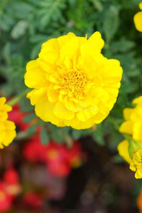 The Close Up Portrait Of Yellow Marigold Flower Stock Photo Image Of