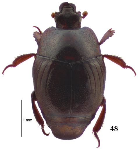 Euspilotus Neosaprinus Rubriculus Marseul 1855 Habitus Dorsal