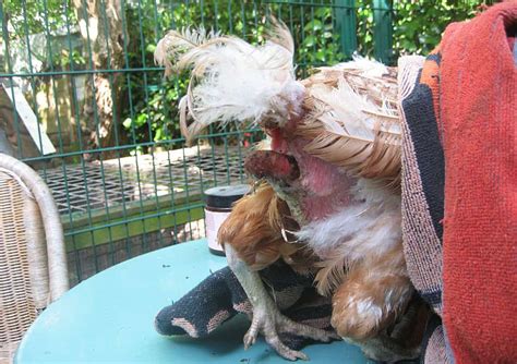 Vent Gleet In Chickens Identify Causes Treatment And Prevention