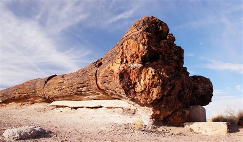Petrified Forests In The United States Topozone
