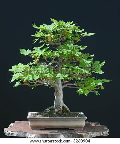 Hi, i've discovered a horse chestnut that has germinated inside small plant pot where my daughter planted it. Horse Chestnut Bonsai Stock Photo 3260904 : Shutterstock