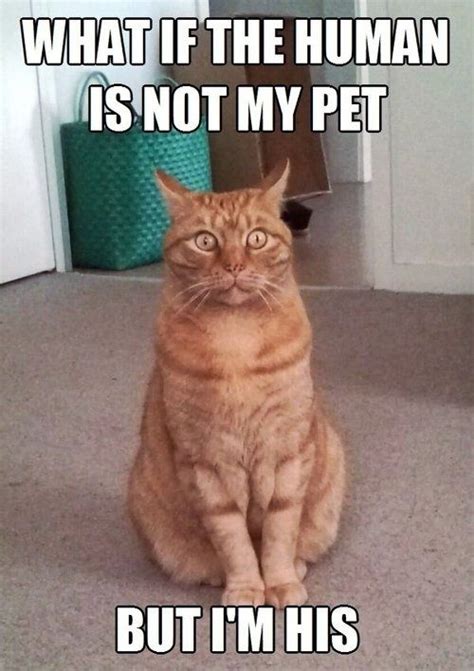 17 Cats Who Just Realized Theyre The Pet Funny Animals Funny Animal