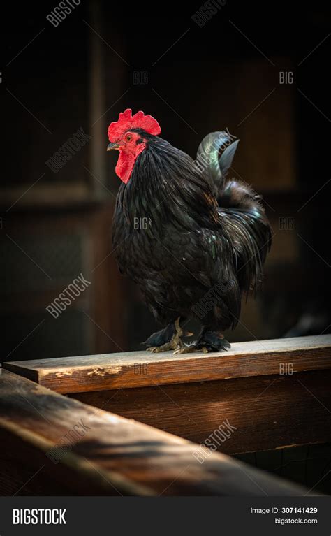 Black Cock Close Image And Photo Free Trial Bigstock