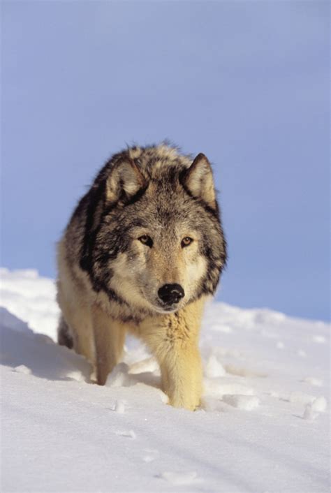 Alaska Gray Wolf Stalking Prey In Deep Winter Snow Posterprint Item