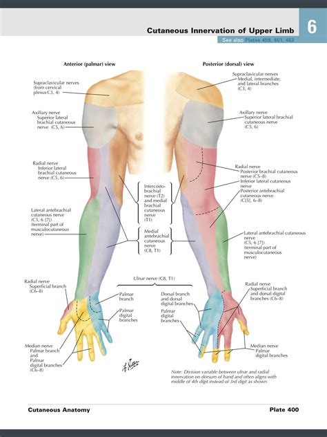 Cutaneous Nerve Supply Forearm Arm Hand Nerve Anatomy Radial Nerve