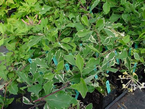 We did not find results for: Lonicera x italica 'Sherlite' | Lonicera periclymenum ...