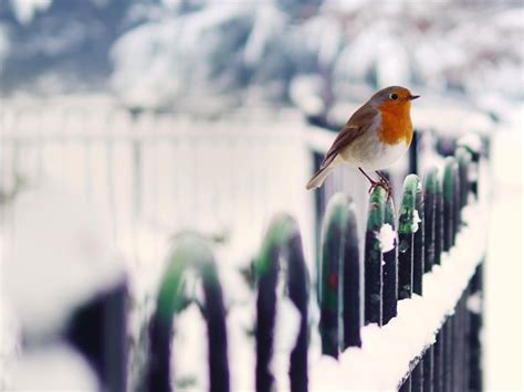 Winter Snow Fence Bird Animal Desktop Wallpaper Preview